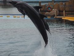 iphone_upload_pic-秦皇岛乐岛海洋王国