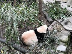 -都江堰中华大熊猫苑