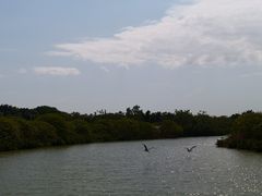 -大湾区中央湿地公园