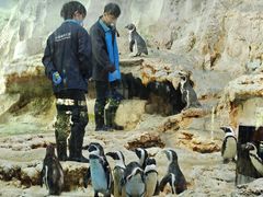 -帝企鹅自助餐厅•儿童岛•真企鹅(长隆企鹅酒店)