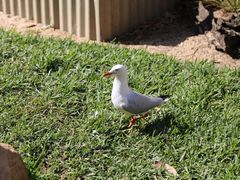 -费瑟代尔野生动物园