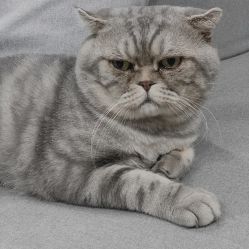 点击看大图 -AC TATTOO 纹身