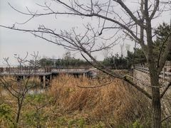 -日照海滨国家森林公园