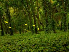 -中国科学院华南植物园