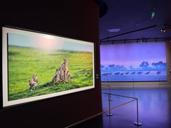 -罗红摄影艺术馆