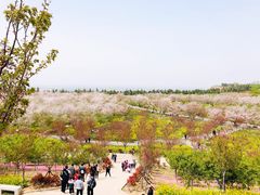 -古柏渡丰乐樱花园