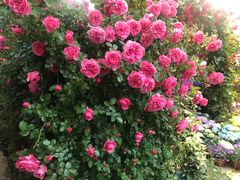 -双季花艺园艺市场(浦东店)