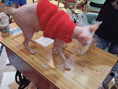 -猫色咖啡·猫咖