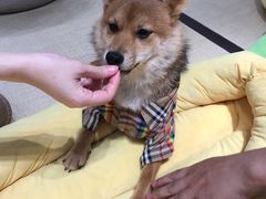 -逗柴咖啡屋·狗咖猫咖宠物桌游