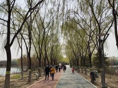 -大兴滨河森林公园