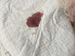 -A猫a狗全科·犬猫异宠·芥西宠物医院(南开总院)