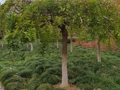 -白塘生态植物园