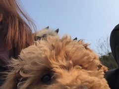 -荣耀金沙动物医院(清江西路店)