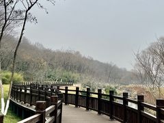-羊山湖公园