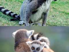 -灵玲国际马戏城