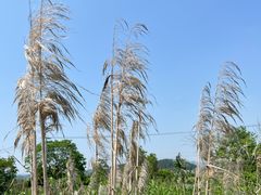 -白塔湖国家湿地公园