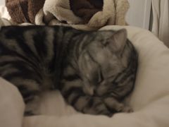 -安安宠医宠物医院·异宠·犬猫内科(岳阳分院)