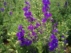 -松山湖梦幻百花洲