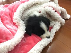 -翊宠yipet猫狗购宠庄园犬舍•猫舍