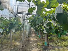 -马陆小张葡萄园农家乐