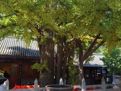 -红螺寺
