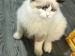-猫十亿·布偶金渐层·曼基康矮脚猫舍(青年路店)