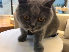 -啵啵喵·猫咖(攀华国际店)