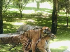 -北京野生动物园