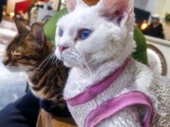 -猫小院猫主题餐厅(南锣旗舰店)