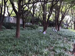 -北外滩滨江绿地