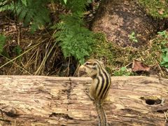 -五营红松林海景区