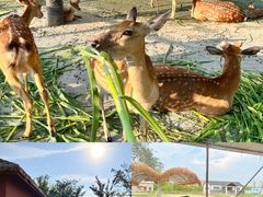 -祥源·阜阳生态乐园