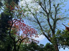 -深圳仙湖植物园
