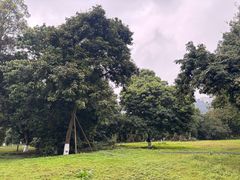 -张坝桂圆林公园