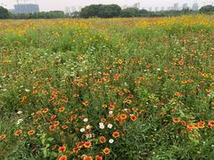 -无锡新湖铂尔曼大酒店