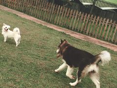 -良成狗狗乐园