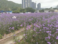 -玫瑰海岸文化旅游度假区