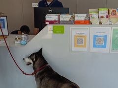 -伟伟宠物医院·CT影像中心·瑞派犬猫综合性门诊(汉口总院)