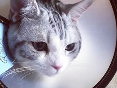 -喜多萌中农锦绣动物医院24H·猫科·牙科MRI·CT