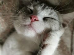 -袖虎·猫馆(体育西路店)