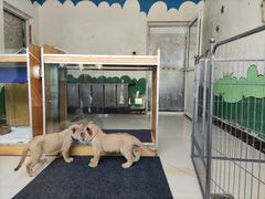 -大连森林动物园