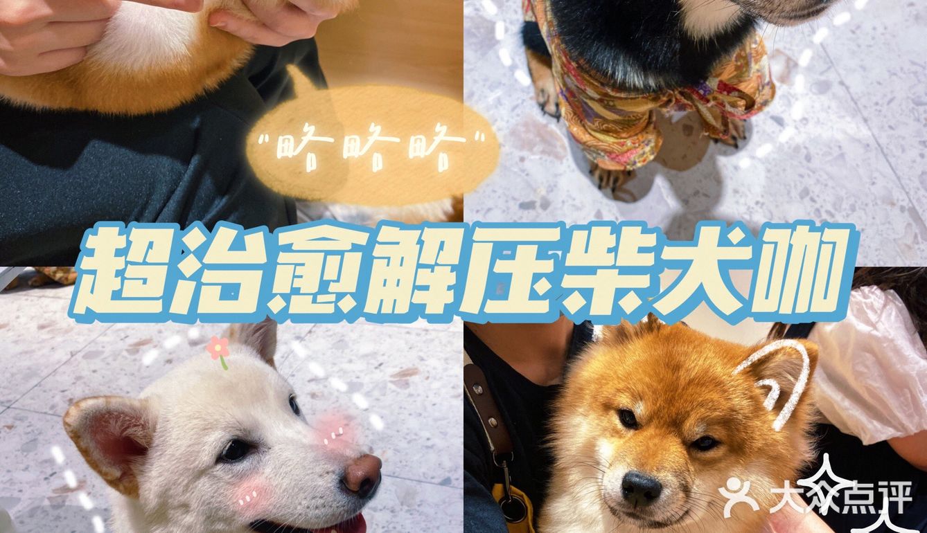 🐶超治愈柴犬咖！一起来撸奶fufu的柴柴吧