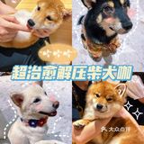 🐶超治愈柴犬咖！一起来撸奶fufu的柴柴吧