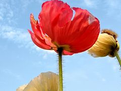 -二沙岛艺术公园