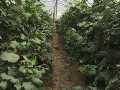 -马陆小张葡萄园农家乐