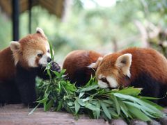 -贵州森林野生动物园
