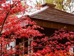 -桃花岛景观公园