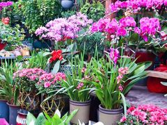 -花鸟鱼虫鲜花绿植市场(玉泉路店)