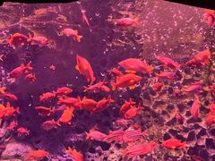-珠海长隆海洋王国