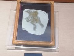 -安徽省地质博物馆